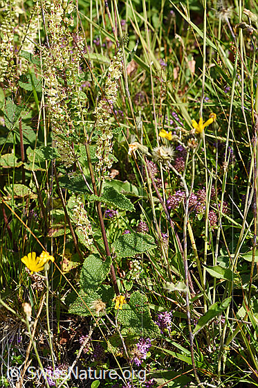Foto: Salbeiblättriger Gamander (Teucrium scorodonia). Ganze Pflanze.