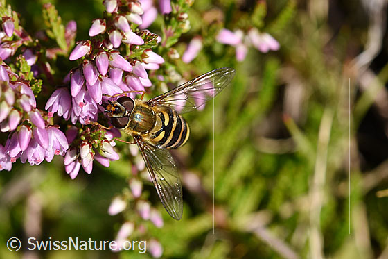 Photo: $L

Insect
Lat.: Syrphus ribesii
Family: Syrphidae
Genus: Syrphus

Plant
Lat.: Calluna vulgaris
Family: Ericaceae
Genus: Calluna