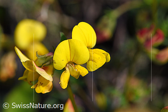 Foto: Gewöhnlicher Hornklee (Lotus corniculatus). Blüten.