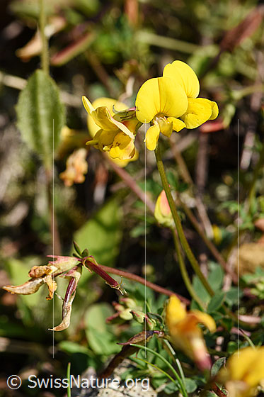 Photo: Lotus corniculatus. Stem and blossoms.