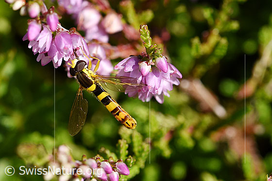 Gewöhnliche Langbauchschwebfliege (Sphaerophoria scripta) an Besenheide (Calluna vulgaris)