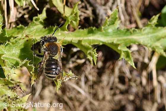 Anthidium byssinum
