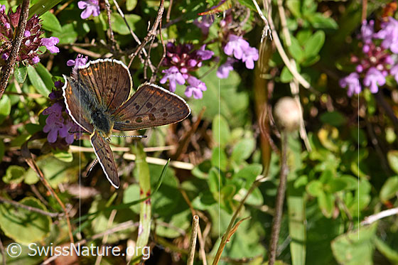 Foto: Wahrscheinlich Brauner Feuerfalter (Lycaena tityrus) auf Arznei-Thymian (Thymus pulegioides). Männchen. Flügel geöffnet. Ansicht von schräg oben.