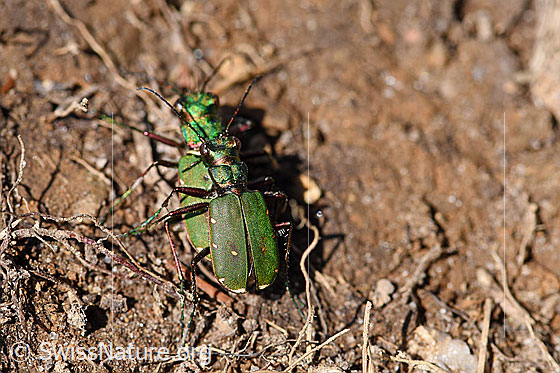 Foto: Feld-Sandlaufkäfer (Cicindela campestris). Länge 10.5 - 14.5mm. Paarung.