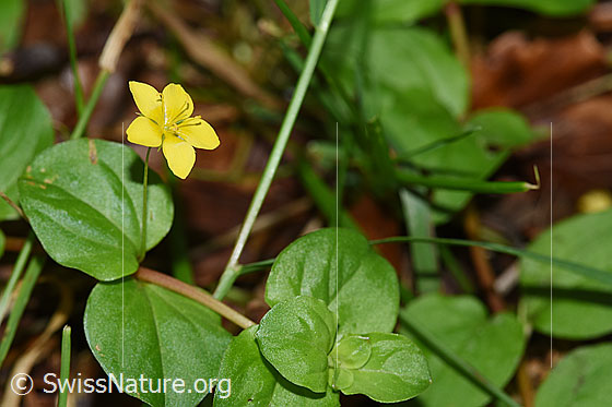 Photo: Probably Lysimachia nemorum. Blossom and leaves.