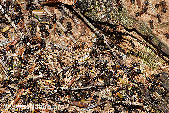 Foto: Rote Waldameisen (Formica rufa). Länge 4 - 9mm. Ansicht von oben.