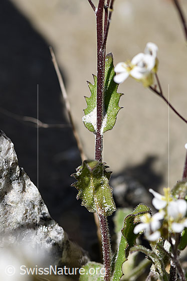 Photo: Arabis alpina. Stem and stem leaf.