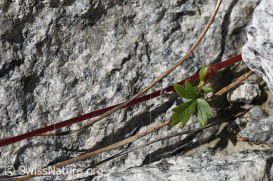 Photo: Geum reptans. Stolon.