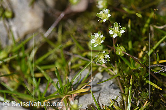 Photo: Probably Sagina saginoides. Whole plant (habiti).