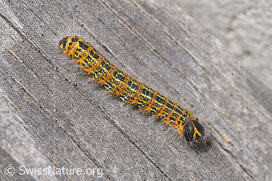 Foto: Mondvogel (Phalera bucephala). Raupe. Ansicht von oben.