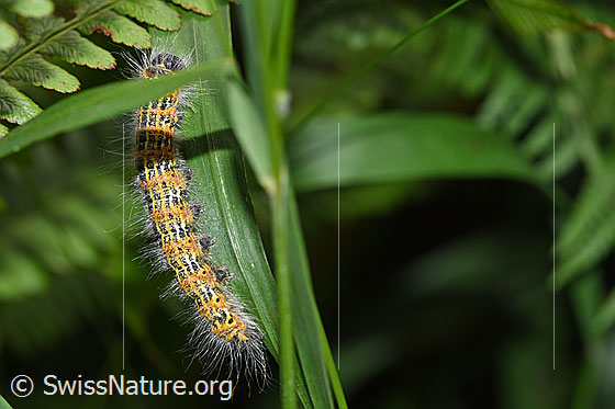 Foto: Mondvogel (Phalera bucephala). Raupe an Grashalm. Ansicht von der Seite.