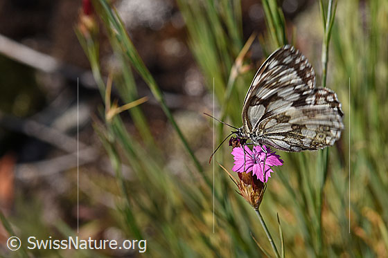 Foto: Schachbrett (Melanargia galathea) auf Gewöhnlicher Kartäuser-Nelke (Dianthus carthusianorum)