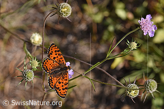 Foto: Roter Scheckenfalter (Melitaea didyma) auf Blüte einer Gemeinen Skabiose (Scabiosa columbaria). Männchen. Flügel geöffnet. Ansicht von oben.