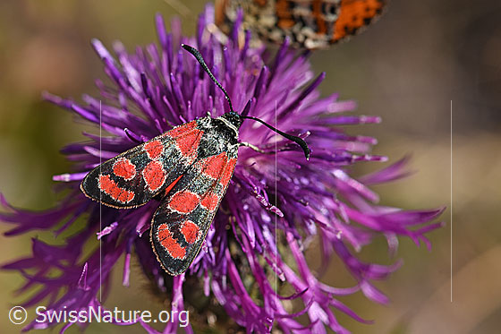 Esparsetten-Widderchen (Zygaena carniolica) an Skabiosen-Flockenblume (Centaurea scabiosa)