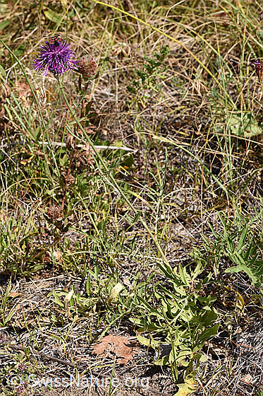 Photo: Centaurea scabiosa. Whole plant.