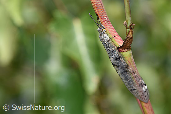 Photo: Euroleon nostras on branch from Vincetoxicum hirundinaria. Wings attached to the body.