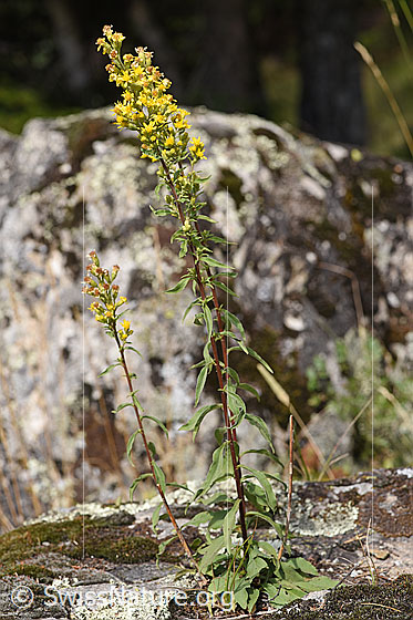 Photo: Solidago virgaurea ssp. virgaurea. Whole plant (Habiti).