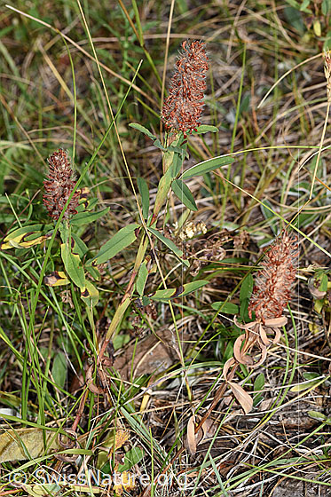 Foto: Purpur-Klee (Trifolium rubens). Ganze Pflanze (Habitus). Blüten verblüht.