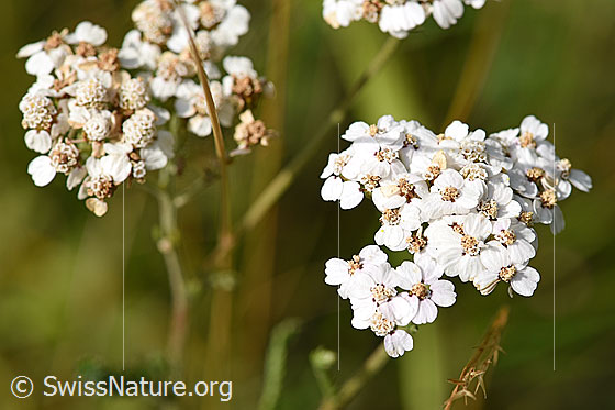 Gemeine Schafgarbe (Achillea millefolium)