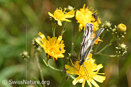 Foto: Schachbrett (Melanargia galathea) auf Doldigem Habichtskraut (Hieracium umbellatum). Flügel geschlossen. Ansicht von oben.