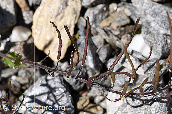 Photo: Arabis alpina. Fruit capsules.