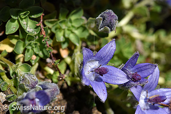 Campanula cenisia