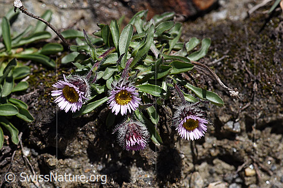 Foto: Einköpfiges Berufkraut (Erigeron uniflorus). Ganze Pflanze mit mehreren Blüten.
