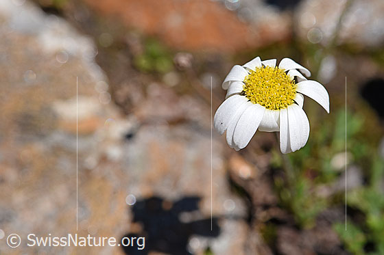 Photo: Leucanthemopsis alpina. Blossoms shortly before fading.