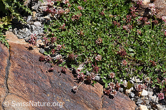 Foto: Bleicher Klee (Trifolium pallescens). Pflanzenpolster.