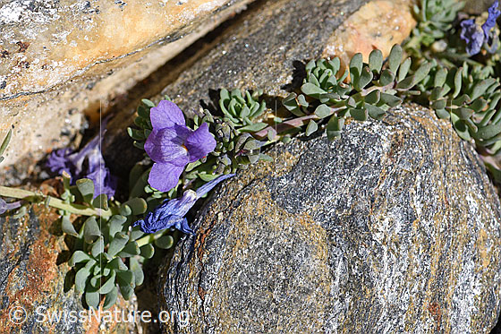Foto: Alpen-Leinkraut (Linaria alpina). Ganze Pflanze (Habitus).