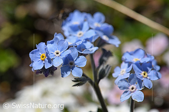 Foto: Alpen-Vergissmeinnicht (Myosotis alpestris). Blüten.
