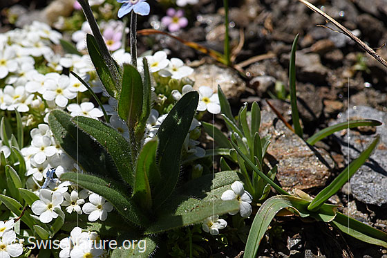 Foto: Alpen-Vergissmeinnicht (Myosotis alpestris). Blätter.