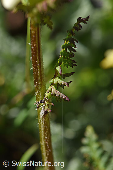 Foto: Knolliges Läusekraut (Pedicularis tuberosa). Stängel und Blatt.