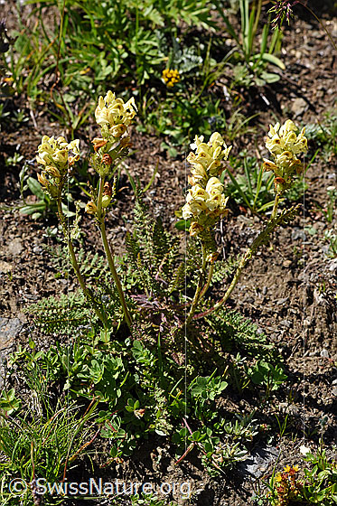 Photo: Pedicularis tuberosa. Whole plant (habiti).