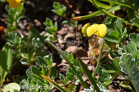 Foto: Italienische Biene (Apis mellifera ligustica) an Alpen-Hornklee (Lotus alpinus). Alias: Italiener-Biene. Länge 11-13mm.