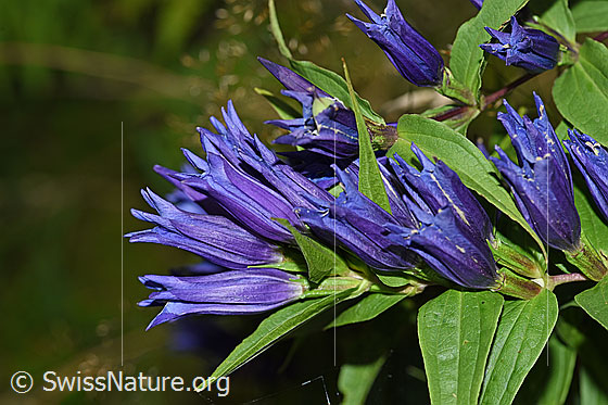 Photo: Gentiana asclepiadea. Blossoms and leaves.