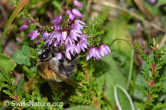 Photo: Bombus pascuorum an Besenheide (Calluna vulgaris). Length 9 - 15mm. View from side front