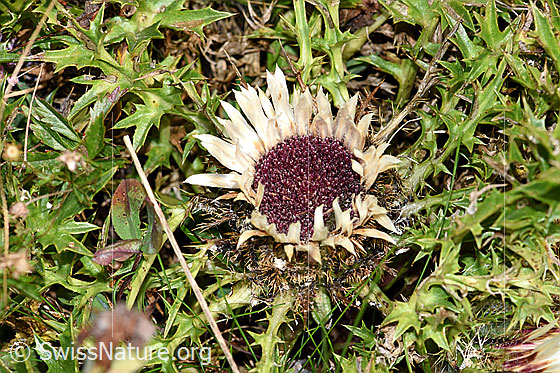 Photo: Carlina acaulis ssp. caulescens. Flower and leaves.