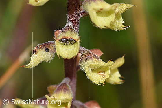 Foto: Salbeiblättriger Gamander (Teucrium scorodonia). Blüten und Stängel.