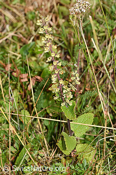 Foto: Salbeiblättriger Gamander (Teucrium scorodonia). Ganze Pflanze (Habitus).