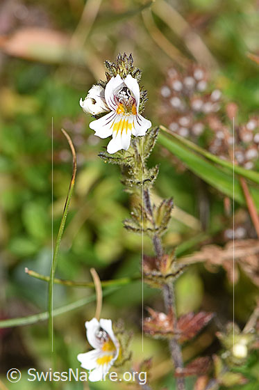 Foto: Gebräuchlicher Augentrost (Euphrasia rostkoviana). Ganze Pflanze (Habitus).