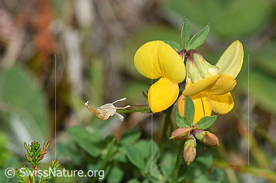 Foto: Gewöhnlicher Hornklee (Lotus corniculatus). Blüten.