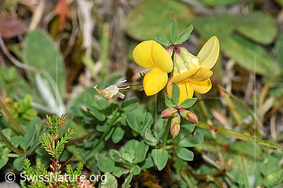 Photo: Lotus corniculatus. Whole plant (habiti)
