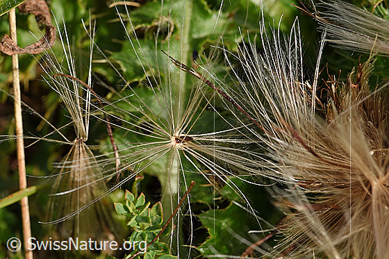 Foto: Stängellose Kratzdistel (Cirsium acaule). Pappus und Samen.