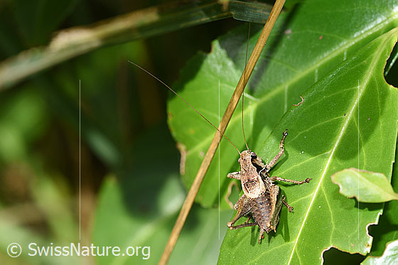 Foto: Gewöhnliche Strauchschrecke (Pholidoptera griseoaptera). Länge 15 - 20mm. Männchen. Wird auch Gemeine Strauchschrecke genannt.