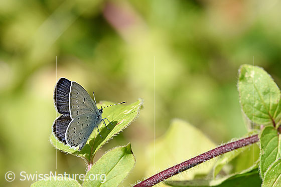 Foto: Südlicher Kurzschwänziger Bläuling (Cupido alcetas, Evers alcetas). Männchen. Flügel geschlossen. Ansicht von schräg hinten. Spannweite: 25 - 35 Millimeter.