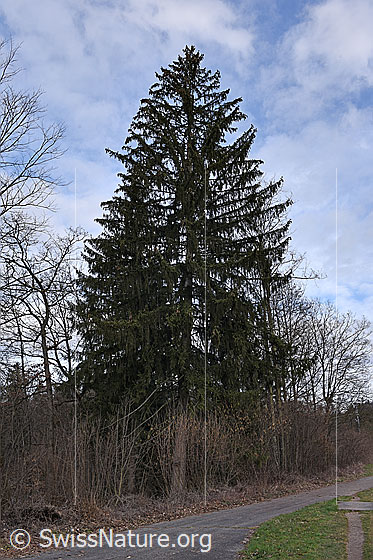 Foto: Rottanne (Picea abies). Wird auch Gewöhnliche Fichte, Gemeine Fichte oder Rotfichte genannt.
Umgebung: Rand eines Auenwaldes. 560m ü.M.
Lat.: Picea abies
Familie: Pinaceae (Kieferngewächse)
Unterfamilie: Piceoideae
Gattung: Picea (Fichten)