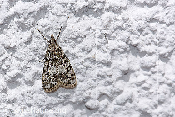 Foto: Eudonia truncicolella (Zünsler) an Hauswand. Ansicht von oben.