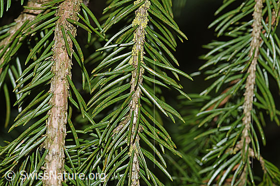 Foto: Gewöhnliche Fichte (Picea abies, Gemeine Fichte). Ästchen und Nadeln.
