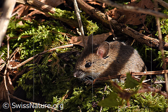Photo: Probably Apodemus sylvaticus. Body length: 67 - 114mm. Tail length: 67 - 113mm.